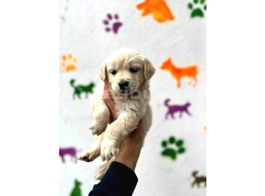 Golden Retriever Babybabyfac görsel