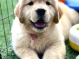 Golden Retriever Babybabyfac