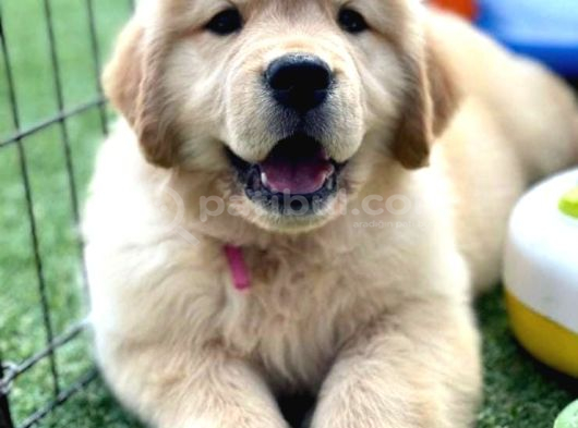 Golden Retriever Babybabyfac görsel