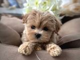 Türkiyenin Tek Mikro Teacup Kore Maltipoo Yavruları