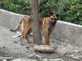 Erkek Belçika Kurdu Ücretsiz Sahiplendirilecektir