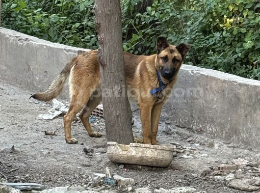 Erkek Belçika Kurdu Ücretsiz Sahiplendirilecektir görsel