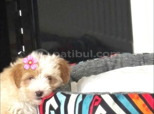 Maltipoo Kızım Lexa görsel
