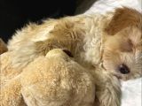 Maltipoo Kızım Lexa