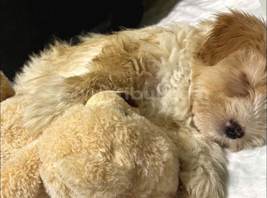 Maltipoo Kızım Lexa görsel