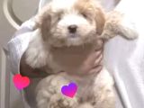 Maltipoo Kızım Lexa