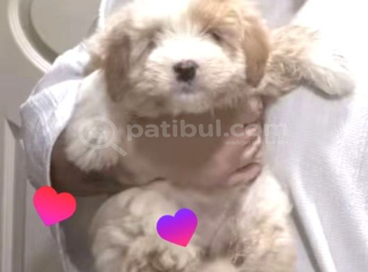 Maltipoo Kızım Lexa görsel
