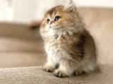 British golden tabby