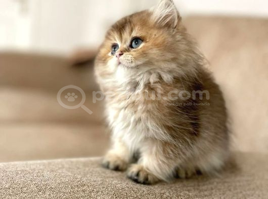 British Golden Tabby