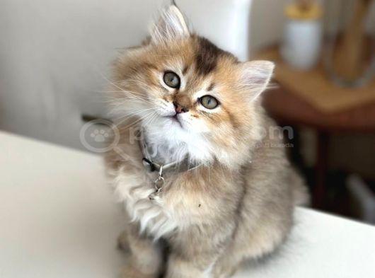 British Golden Tabby görsel