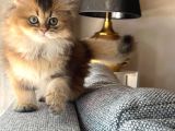 British Golden Tabby