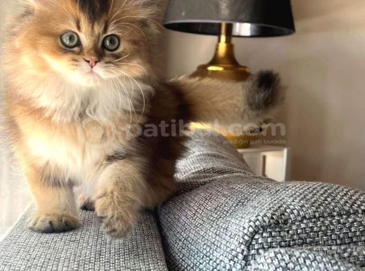 British Golden Tabby görsel