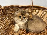 British Golden Tabby