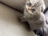 British Shorthair Lilac Scotish Silver Yavrularımız