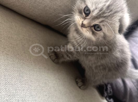 British Shorthair Lilac Scotish Silver Yavrularımız görsel