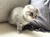British Shorthair Lilac Scotish Silver Yavrularımız