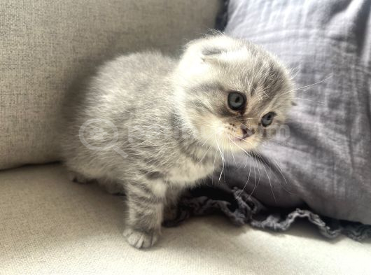 British Shorthair Lilac Scotish Silver Yavrularımız görsel