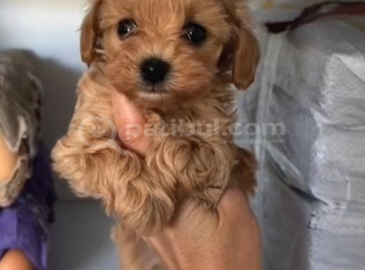 Toy Poodle Sevi̇mli̇ Yavrular Ev Üreti̇mi̇ görsel