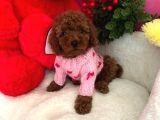 Kore Kan Poodle Mini Yavrular
