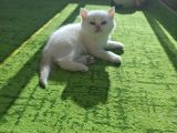 British Shorthair Golden Yavrularımız Yeni Yuvalarını Arıyor