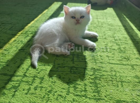 British Shorthair Golden Yavrularımız Yeni Yuvalarını Arıyor görsel