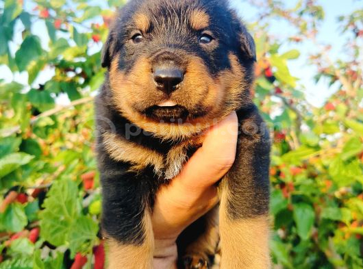 Koca Kafa Rottweiler Yavruları görsel