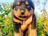Koca Kafa Rottweiler Yavruları