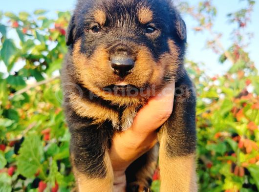 Koca Kafa Rottweiler Yavruları görsel
