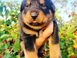 Koca Kafa Rottweiler Yavruları