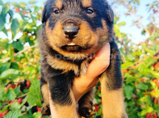 Koca Kafa Rottweiler Yavruları görsel