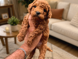 Core Toy Poodle Yavrular Uygun