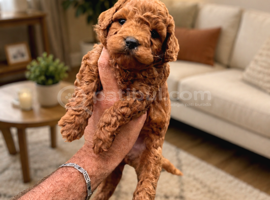 Core Toy Poodle Yavrular Uygun görsel