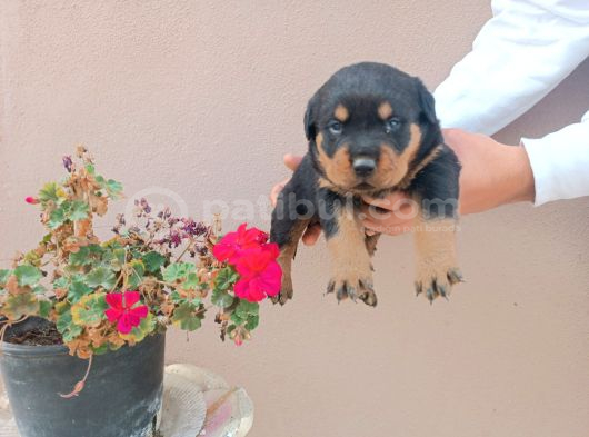 Minik Koruyucular Yeni Ailesini Arıyor görsel