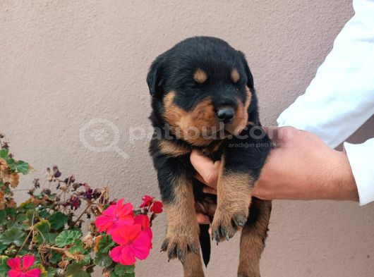 Minik Koruyucular Yeni Ailesini Arıyor görsel