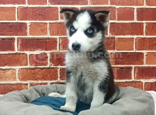 Sevimli Husky Bebekleri Yeni Ailelerini Bekliyor