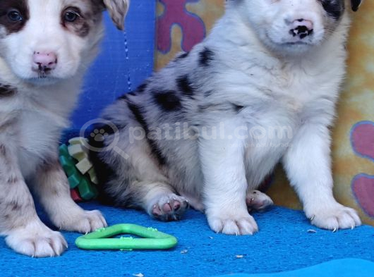 Kahve Merle Ve Blue Merle Border Yavrular görsel