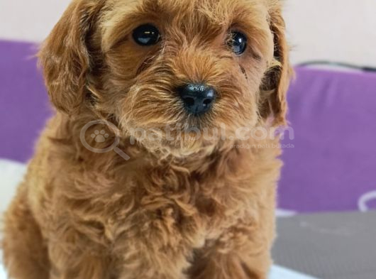 Baba Kore Anne Mi̇nyatür Poodle Yavrulari görsel