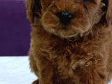 Baba Kore Anne Mi̇nyatür Poodle Yavrulari
