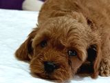 Baba Kore Anne Mi̇nyatür Poodle Yavrulari