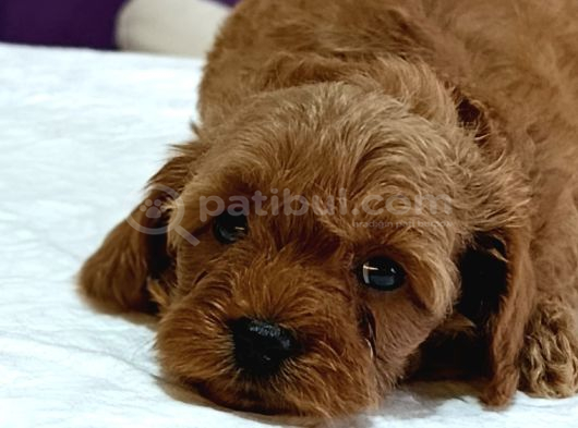 Baba Kore Anne Mi̇nyatür Poodle Yavrulari görsel