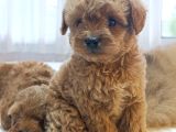 Baba Kore Anne Mi̇nyatür Poodle Yavrulari