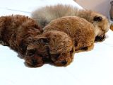 BABA KORE ANNE MİNYATÜR POODLE YAVRULARI