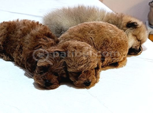 Baba Kore Anne Mi̇nyatür Poodle Yavrulari