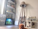 Toy Poodle Yavrular