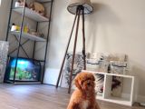 Toy Poodle Yavrular