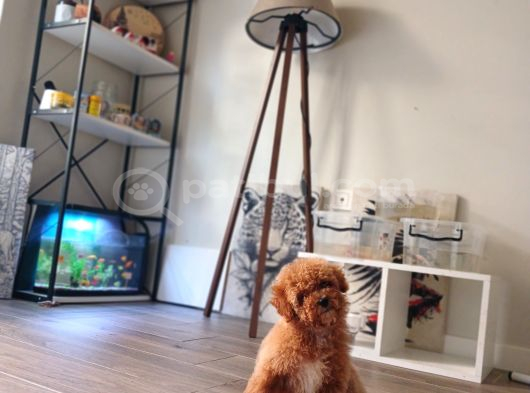 Toy Poodle Yavrular