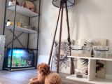 Toy Poodle Yavrular