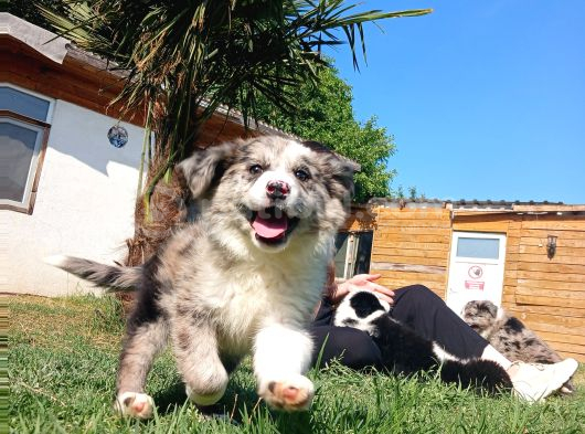 Merle Border Collie Yavrular