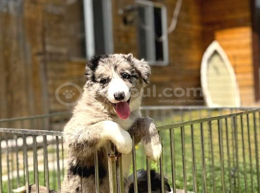 Merle Border Collie Yavrular görsel