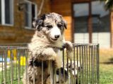 Merle Border Collie Yavrular